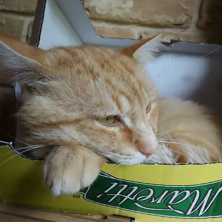 Krolowo Διαμέρισμα *