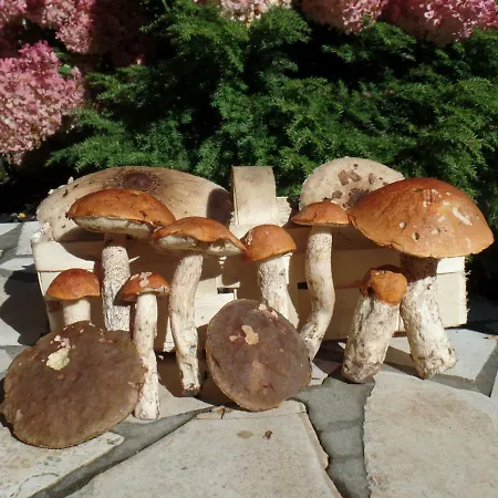 Διαμέρισμα Krolowo *