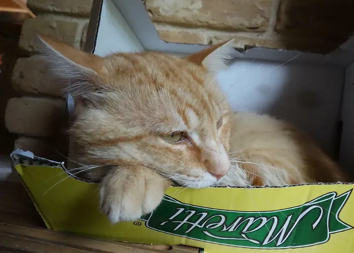 Krolowo Appartamento *